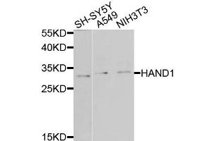 Western blot analysis of extracts of various cells, using HAND1 antibody. (HAND1 抗体)