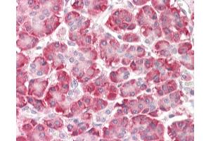 Anti-C9orf116 antibody IHC staining of human pancreas. (C9ORF116 抗体  (N-Term))