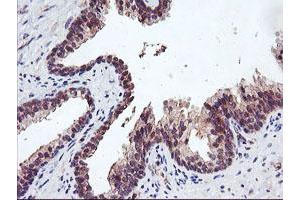 Image no. 7 for anti-Ubiquitin Specific Peptidase 10 (USP10) antibody (ABIN1501689)