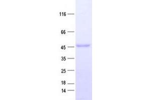 Validation with Western Blot (C7orf64 Protein (His tag))