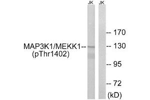 Western Blotting (WB) image for anti-Mitogen-Activated Protein Kinase Kinase Kinase 1 (MAP3K1) (pThr1402) antibody (ABIN1847608) (MAP3K1 抗体  (pThr1402))