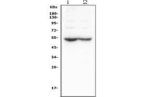 anti-Dopamine Receptor D5 (DRD5) (AA 388-407), (C-Term) antibody