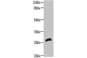 Western blot All lanes: RTP2 antibody at 8 μg/mL + Mouse liver tissue Secondary Goat polyclonal to rabbit IgG at 1/10000 dilution Predicted band size: 27 kDa Observed band size: 27 kDa