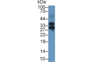 Detection of FSTL3 in Mouse Lung lysate using Polyclonal Antibody to Follistatin Like Protein 3 (FSTL3) (FSTL3 抗体  (AA 24-256))