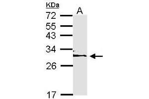 Image no. 1 for anti-14-3-3 epsilon (YWHAE) (AA 58-247) antibody (ABIN467614)