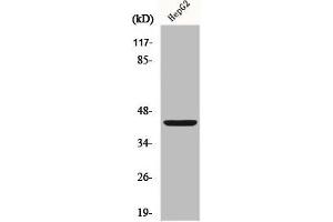 Western Blot analysis of HepG2 cells using FOP Polyclonal Antibody (FGFR1OP 抗体  (C-Term))