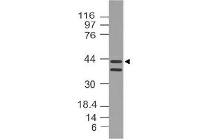 Image no. 1 for anti-DNA (Cytosine-5-)-Methyltransferase 3 Like (TRDMT1) (AA 120-350) antibody (ABIN5027164) (DNMT3L 抗体  (AA 120-350))