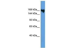 WB Suggested Anti-COL5A1 Antibody Titration: 0. (COL5A1 抗体  (N-Term))