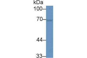 Western Blot; Sample: Mouse Cerebrum lysate; Primary Ab: 2µg/ml Rabbit Anti-Mouse HSPA1A Antibody Second Ab: 0. (HSP70 1A 抗体  (AA 1-641))