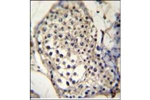 Immunohistochemistry analysis in Formalin Fixed, Paraffin Embedded Human testis tissue stained with SELV antibody (C-term) followed by peroxidase conjugation of the secondary antibody and DAB staining. (Selenoprotein V 抗体  (C-Term))