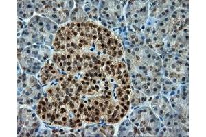 Immunohistochemical staining of paraffin-embedded Kidney tissue using anti-CUGBP1 mouse monoclonal antibody. (CELF1 抗体)