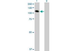 Western Blot analysis of COL21A1 expression in transfected 293T cell line by COL21A1 MaxPab polyclonal antibody. (COL21A1 抗体  (AA 1-957))