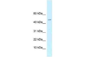 Western Blot showing Arpp21 antibody used at a concentration of 1. (ARPP21 抗体  (N-Term))