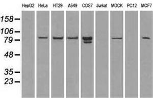 Western blot analysis of extracts (35 µg) from 9 different cell lines by using anti-STAT1 monoclonal antibody. (STAT1 抗体)
