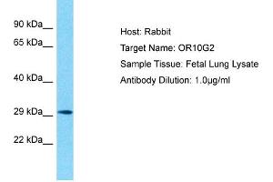 Host: Rabbit Target Name: OR10G2 Sample Type: Fetal Lung lysates Antibody Dilution: 1. (OR10G2 抗体  (C-Term))