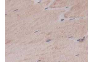 Detection of CA4 in Rat Skeletal muscle Tissue using Monoclonal Antibody to Carbonic Anhydrase IV (CA4) (CA4 抗体  (AA 20-220))