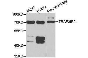 Western blot analysis of extracts of various cell lines, using TRAF3IP2 antibody.