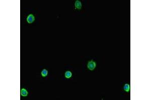 Immunofluorescent analysis of HepG2 cells using ABIN7162415 at dilution of 1:100 and Alexa Fluor 488-congugated AffiniPure Goat Anti-Rabbit IgG(H+L)