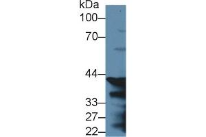 Western Blot; Sample: Mouse Stomach lysate; ;Primary Ab: 2µg/ml Rabbit Anti-Rat PGC Antibody;Second Ab: 0. (PGC 抗体  (AA 17-392))