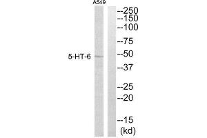 Western Blotting (WB) image for anti-Serotonin Receptor 6 (HTR6) (Internal Region) antibody (ABIN1850165) (Serotonin Receptor 6 抗体  (Internal Region))