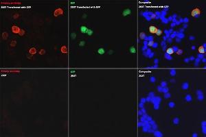 Immunofluorescence analysis of 293T and 293T-GFP cells using Rabbit anti GFP-Tag pAb (ABIN3020570, ABIN3020571, ABIN3020572 and ABIN1512944) at dilution of 1:50 (40x lens). (GFP 抗体  (AA 1-238))