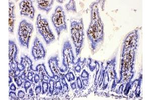 IHC testing of FFPE mouse intestine with DHODH antibody at 1ug/ml. (DHODH 抗体  (AA 132-173))