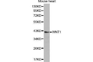 Western Blotting (WB) image for anti-Wingless-Type MMTV Integration Site Family, Member 1 (WNT1) (AA 231-370) antibody (ABIN1683291) (WNT1 抗体  (AA 231-370))