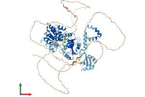 AlphaFold protein structure predicition of Mouse Recombinant Ddx21 Protein, UniprotID Q9JIK5