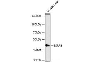 Western blot analysis of extracts of Mouse heart using ESRRB Polyclonal Antibody at dilution of 1:1000. (ESRRB 抗体)