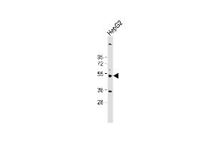 Anti-CYP3A43 Antibody (Center) at 1:2000 dilution + HepG2 whole cell lysate Lysates/proteins at 20 μg per lane. (CYP3A4 抗体  (AA 242-270))