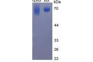 Image no. 2 for Thyroxine T4 (T4) protein (BSA) (ABIN1880167)