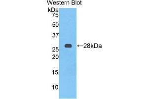 Western Blotting (WB) image for anti-alpha-2-HS-Glycoprotein (AHSG) (AA 19-250) antibody (ABIN1077779) (Fetuin A 抗体  (AA 19-250))