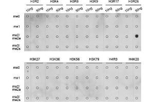 Dot Blot (DB) image for anti-Histone 3 (H3) (H3R26me2) antibody (ABIN3023278) (Histone 3 抗体  (H3R26me2))