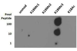 Dot Blot (DB) image for anti-Histone 3 (H3) (3meLys18) antibody (ABIN5706756)