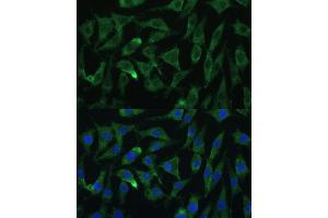 Immunofluorescence analysis of L929 cells using Argonaute-2 Polyclonal Antibody (ABIN6127880, ABIN6140046, ABIN6140048 and ABIN6222548) at dilution of 1:100 (40x lens). (AGO2 抗体  (AA 47-115))