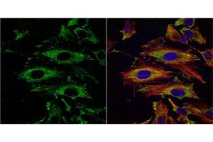 ICC/IF Image UAP1 antibody [N1C3] detects UAP1 protein at cytoplasm by immunofluorescent analysis. (UAP1 抗体)