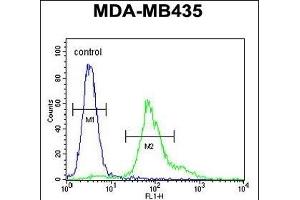ERO1LB Antibody (C-term) (ABIN651411 and ABIN2840222) flow cytometric analysis of MDA-M cells (right histogram) compared to a negative control cell (left histogram). (ERO1LB 抗体  (C-Term))