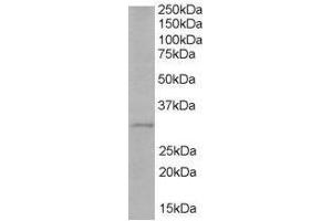 Image no. 1 for anti-Toll-Interleukin 1 Receptor (TIR) Domain Containing Adaptor Protein (TIRAP) (C-Term) antibody (ABIN374117) (TIRAP 抗体  (C-Term))