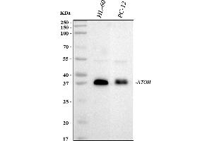 Western blot analysis of MATH1/HATH1/ATOH1 using anti-MATH1/HATH1/ATOH1 antibody (ABIN5518893).