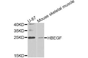 Western blot analysis of extracts of various cell lines, using HBEGF antibody (ABIN5975328) at 1/1000 dilution. (HBEGF 抗体)
