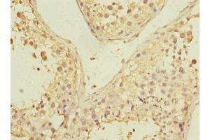 Immunohistochemistry of paraffin-embedded human testis tissue using ABIN7163286 at dilution of 1:100 (PGAM2 抗体  (AA 1-253))