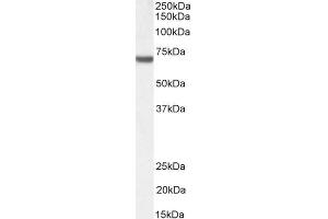 ABIN190919 (1µg/ml) staining of Jurkat nuclear lysate (35µg protein in RIPA buffer). (FANCG 抗体  (C-Term))