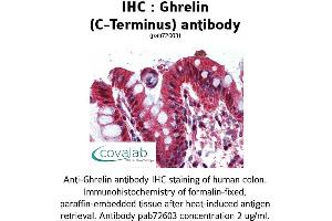 Image no. 2 for anti-Ghrelin (GHRL) (C-Term) antibody (ABIN1734686) (Ghrelin 抗体  (C-Term))