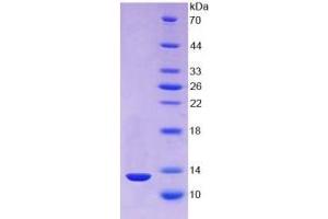 SDS-PAGE of Protein Standard from the Kit (Highly purified E. (TXN ELISA 试剂盒)