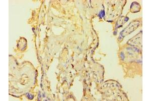 Immunohistochemistry of paraffin-embedded human placenta tissue using ABIN7172759 at dilution of 1:100 (TEAD4 抗体  (AA 74-434))