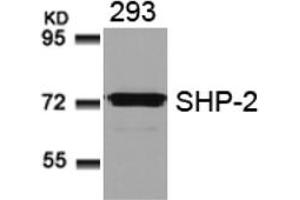 Image no. 3 for anti-Protein tyrosine Phosphatase, Non-Receptor Type 11 (PTPN11) (AA 578-582) antibody (ABIN197596) (PTPN11 抗体  (AA 578-582))
