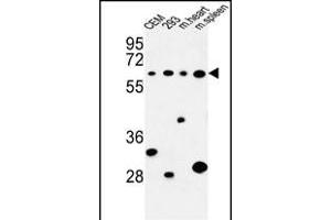 Western blot analysis of PLCZ1 Antibody (N-term) (ABIN653372 and ABIN2842843) in CEM, 293 cell line and mouse heart,spleen tissue lysates (35 μg/lane). (PLCz1 抗体  (N-Term))