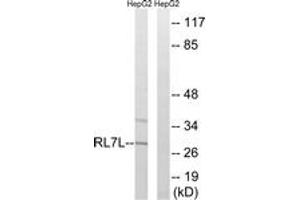 Western blot analysis of extracts from HepG2 cells, using RPL7L1 Antibody. (RPL7L1 抗体  (AA 41-90))