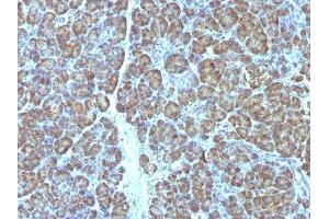 Image no. 3 for anti-Mitochondrial Marker antibody (ABIN6164016) (Mitochondrial Marker 抗体)