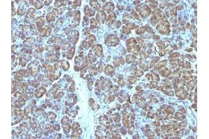 Image no. 3 for anti-Mitochondrial Marker antibody (ABIN6164016) (Mitochondrial Marker 抗体)